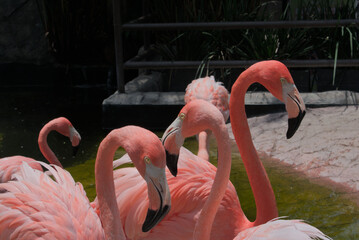 Close-up of three flamingos in the water