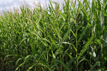 Fototapeta premium a cornfield with young corncobs