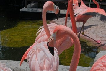 Close-up of male flamingo in the sun