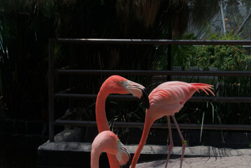 Male flamingo next to a female