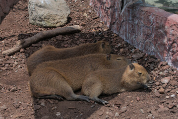 Family of capybaras resting in the shade