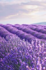 Fototapeta premium Wildflower garden, floral landscape, summer meadow with lavender blossoms.
