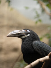 Visayan hornbill