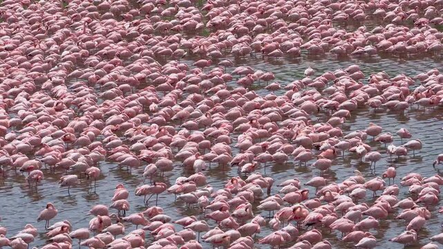 A stunning view of pink flamingos swimming in a serene lake Natron, Tanzania