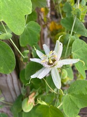 White Passion Flower Vine in Bloom