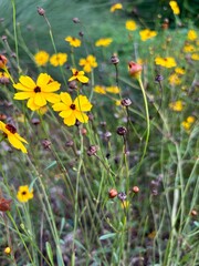 yellow flowers in the meadow