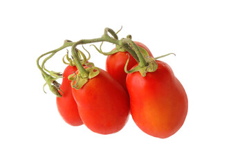 Branch with ripe tomatoes isolated on white