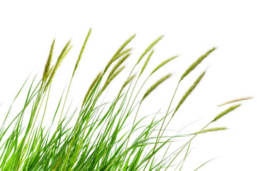 Tall green grasses with long seed heads blowing gently in the wind, isolated on a transparent background