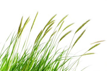 Tall green grasses with long seed heads blowing gently in the wind, isolated on a transparent background