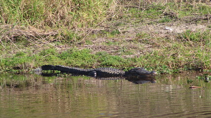 alligator in the swamp