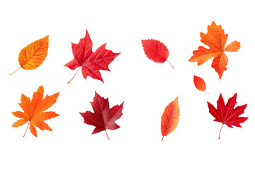 Fototapeta premium Vibrant autumn leaves in red, orange, and yellow hues on a white background perfect for seasonal design projects and fall-themed graphics. isolated PNG transparent background. 