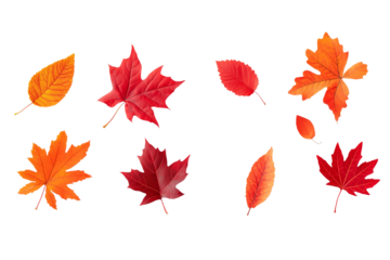 Vibrant autumn leaves in red, orange, and yellow hues on a white background perfect for seasonal design projects and fall-themed graphics. isolated PNG transparent background. 