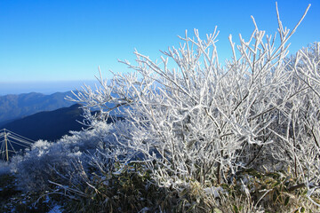 高知県仁淀川町　真冬の中津明神山　山頂付近の風景