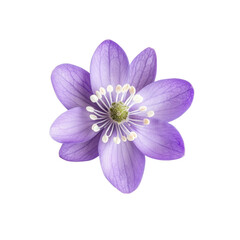 Close Up of a Purple Hepatica Flower with White Center