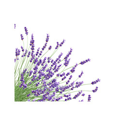 Fototapeta premium Lavender Flowers in Full Bloom, Isolated on White Background