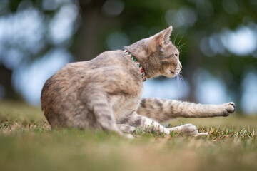 Obraz premium Relaxed and happy cat gets pleasure basking in the summer sun