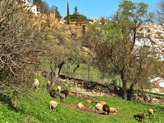 Ronda Spain 13