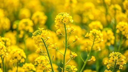 Obraz premium Yellow rapeseed field in the field and picturesque sky with white clouds. Blooming yellow canola flower meadows. Rapeseed crop in Ukraine.
