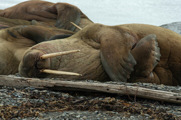 Morse, Odobenus rosmarus, Spitzberg, Svalbard, Norvège