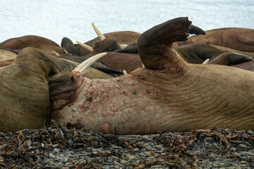 Morse, Odobenus rosmarus, Spitzberg, Svalbard, Norvège
