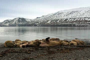 Morse, Odobenus rosmarus, Spitzberg, Svalbard, Norvège