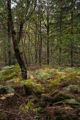 Fougère aigle, Pteridium aquilinum, Forêt de Sénart, Essonne, 91, France