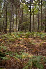 Fougère aigle, Pteridium aquilinum, Forêt de Sénart, Essonne, 91, France