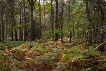Fougère aigle, Pteridium aquilinum, Forêt de Sénart, Essonne, 91, France