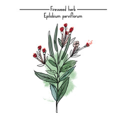 Medical Herbs vector illustration