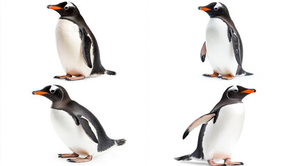 Gentoo Penguin standing, side view on a white background