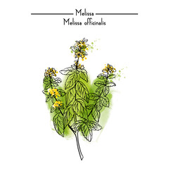 Melissa Medical Herbs watercolor vector illustration
