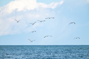 Silbermöwen über der Ostsee bei Eckernförde,Schleswig-Holstein, Deutschland