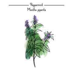 Peppermint Medical Herbs vector illustration