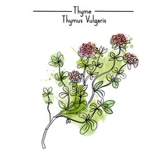 Thyme Medical Herbs watercolor vector illustration