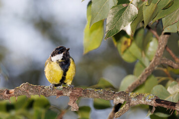 A yellow bird ( Parus major ) on a tree branch