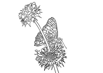 Line Art Butterfly landing on Flower