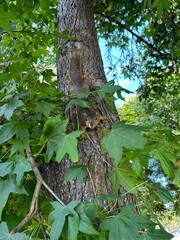Squirrel climbing down a tree and looking at the camera