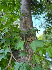 Squirrel Climbing a tree and looking at the camera