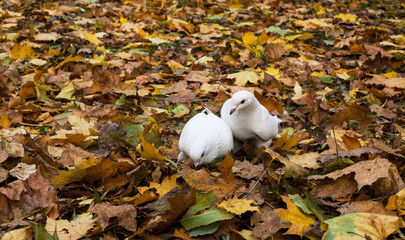 white doves against the background of autumn leaves