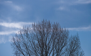 tree and sky