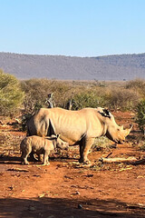 A wild rhino and it's baby spotted on safari in South Africa.