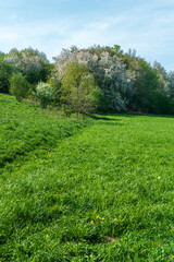 Springtime scenery of meadow with forest with blossoming trees and blue sky