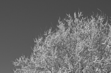 Black and white flowering tree