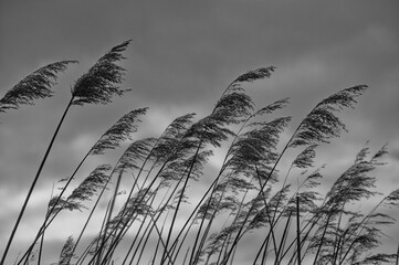 Obraz premium black and white reeds in the wind