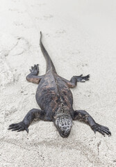 Galapagos marine iguana on sand, selective focus, Ecuador.
