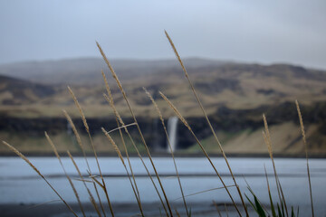 Icelandic grasses 