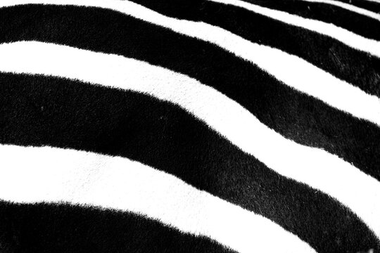 Close-up texture of zebra stripes in Nakuru, Kenya