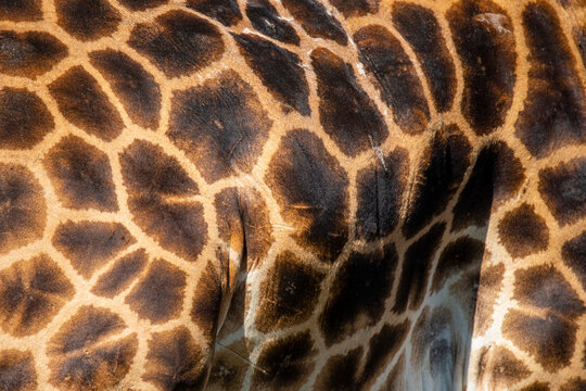 Close-up of a giraffe's patterned skin in Nakuru, Kenya