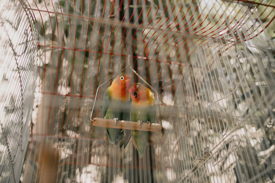 Captive lovebirds in a decorative cage at a Marrakech market