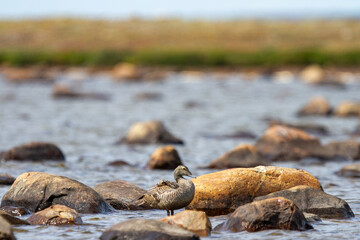 Female common eider duck, Somateria mollisssima, standing on a rock in a pond, near Arviat Nunavut Canada. 
